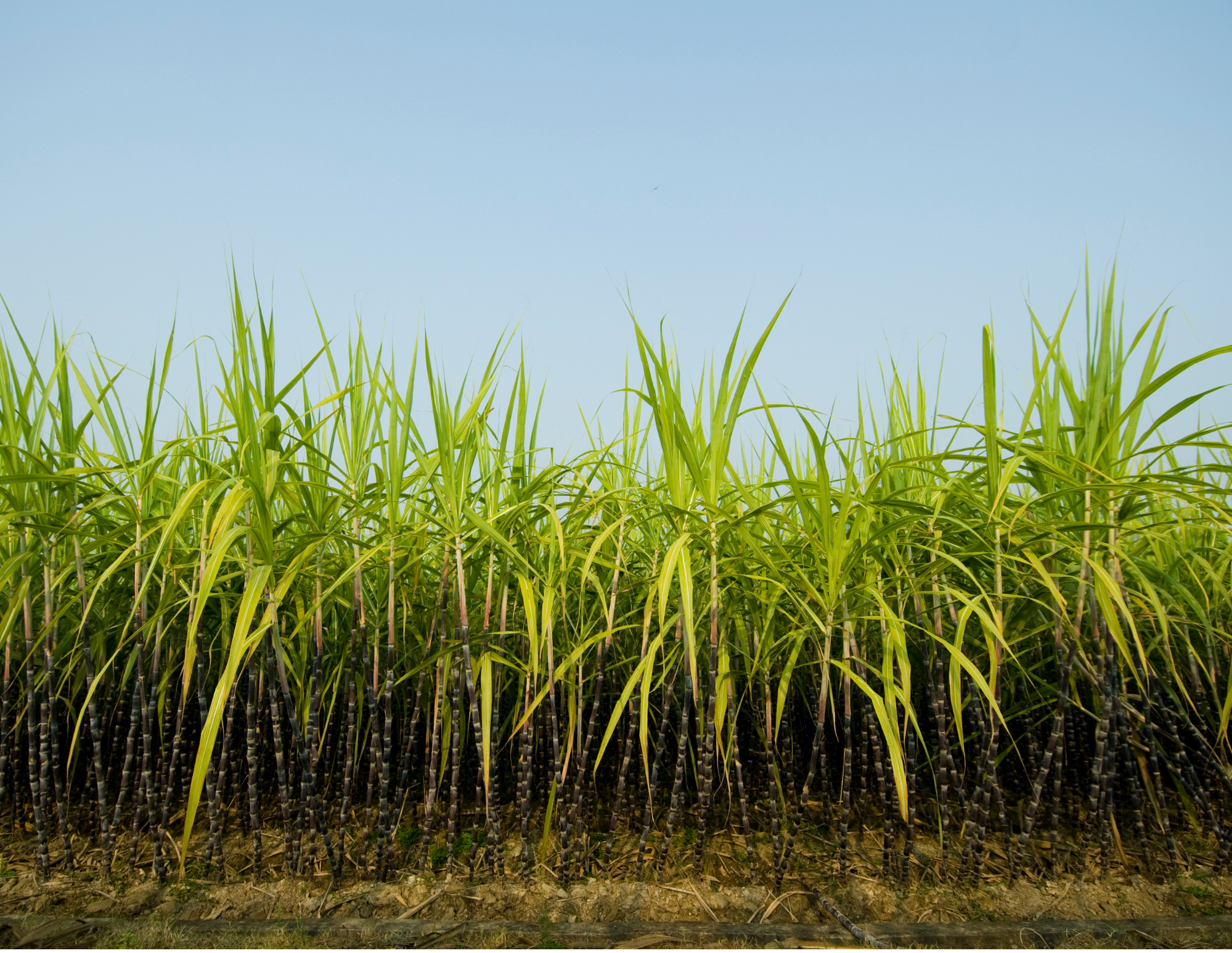 Okinawan sugarcane field